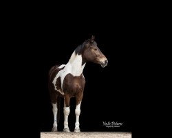 dressage horse Bajan 23 (unknown, 2004)