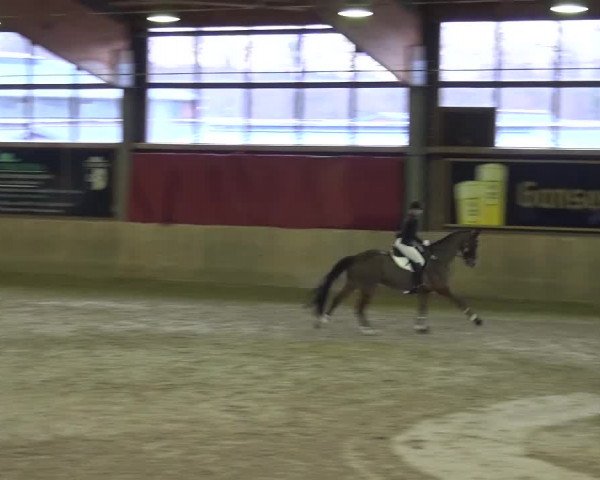 Late Entry Köln-Leverkusen 2017 Springen
