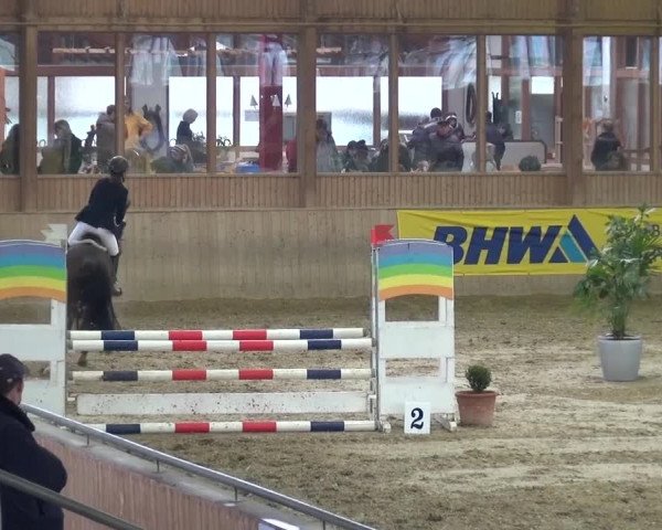Late Entry Köln-Leverkusen 2017 Springen