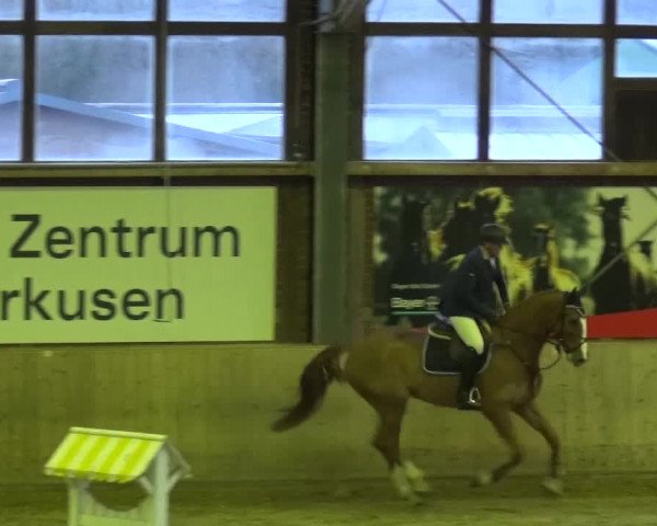 Late Entry Köln-Leverkusen 2017 Springen