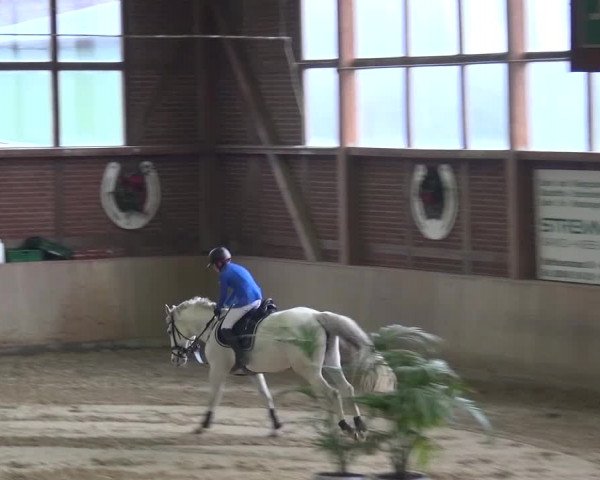 Late Entry Köln-Leverkusen 2017 Springen