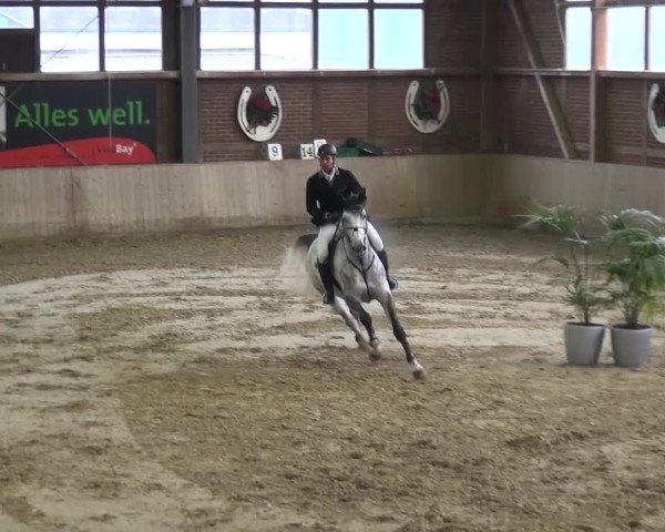 Late Entry Köln-Leverkusen 2017 Springen