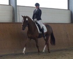 Dressurpferd Dolce Vita (Hannoveraner, 2017, von Dressage Royal)
