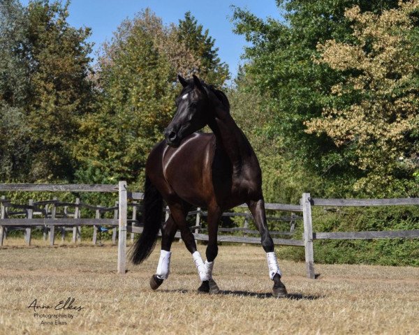 dressage horse Nea Suerte (Oldenburg, 2014, from Negro)