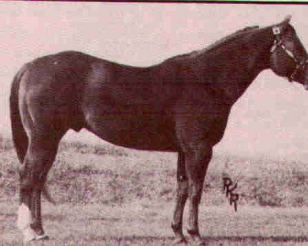 stallion Impressem Leo (Quarter Horse, 1976, from Impressive)