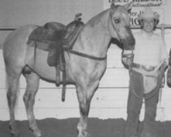 stallion Holly 7 John (Quarter Horse, 1959, from Easter King) stallion Holly 7 John (Quarter Horse, 1959, from Easter King)