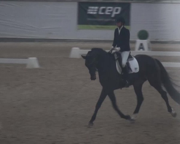 Hallen-Dressurturnier Kreuth 2017