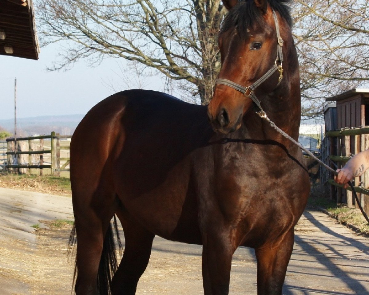 Pferd Jonny (Oldenburger, 2016, von Jazzman)