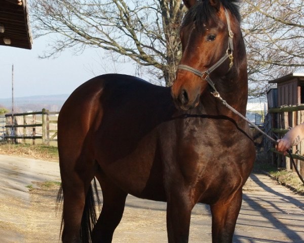 Pferd Jonny (Oldenburger, 2016, von Jazzman)