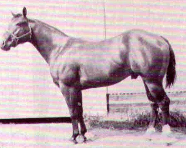 Stallone da monta Sunup's Wimpy (Quarter Horse, 1963, di George Paul)