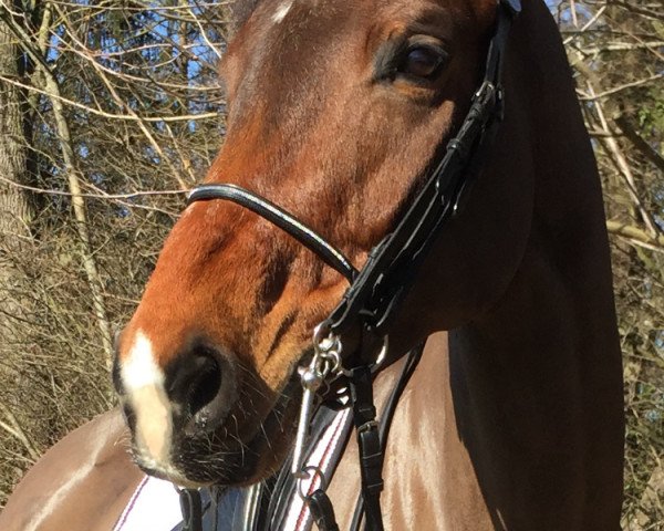 horse Alessia VIII CH (Swiss Warmblood, 2008, from Alassio's Boy)