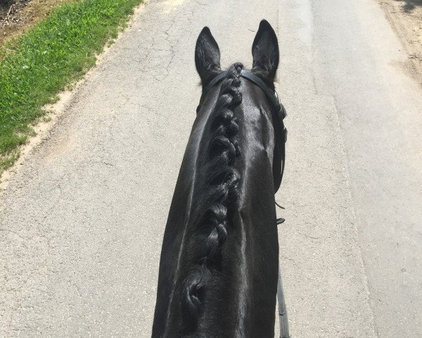 dressage horse Fadeau (Trakehner, 2003, from Hertug)
