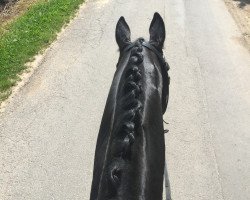 dressage horse Fadeau (Trakehner, 2003, from Hertug)