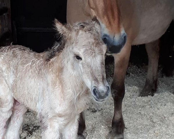 horse Cedrik (Fjord Horse, 2021, from Caron vom Eekbarg)