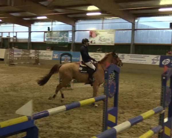 3. Hallenspringturnier Velen 2017