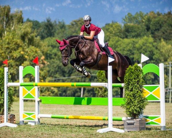 jumper Elvira VIII (KWPN (Royal Dutch Sporthorse), 2009, from Canturano I)
