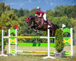 jumper Elvira VIII (KWPN (Royal Dutch Sporthorse), 2009, from Canturano I)
