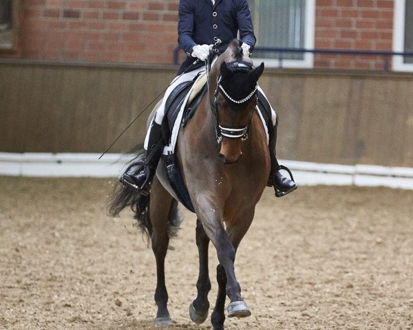 dressage horse Faradai OLD (Oldenburg, 2011, from Fürstenball)