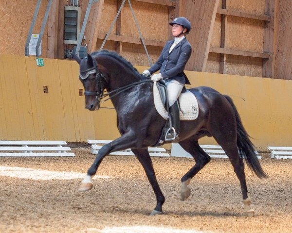 stallion Birkhof's Zalando OLD (Oldenburg, 2010, from Zack)