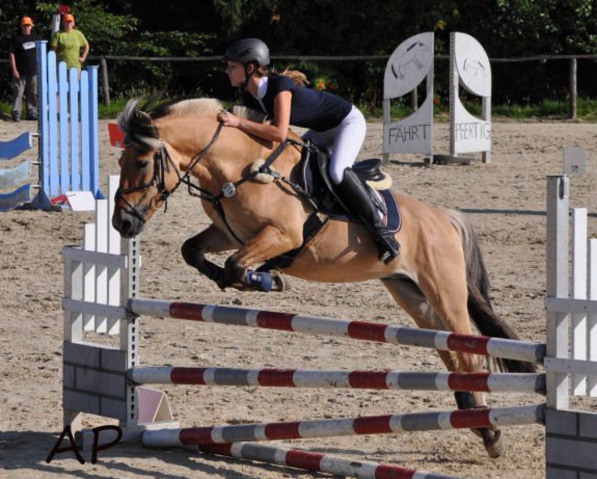 stallion Havik III (Fjord Horse, 1996, from Haavard)