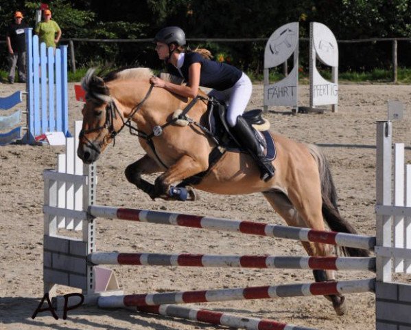 stallion Havik III (Fjord Horse, 1996, from Haavard)