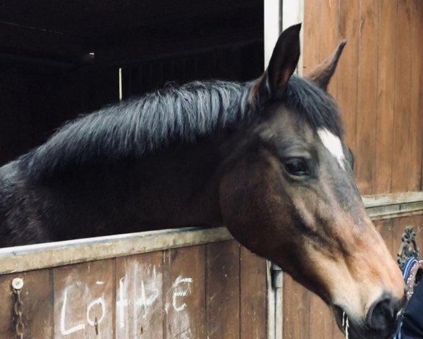 broodmare Zacharelle (Holsteiner, 2007, from Quidam de Revel)