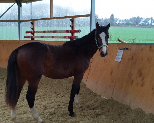 horse Romina (Westphalian, 2017, from Hbc Regilio)