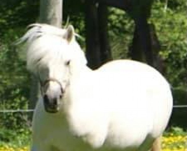 broodmare Bindernæs Guld-Rose (Fjord Horse, 2006, from Højgaards Bacardi) broodmare Bindernæs Guld-Rose (Fjord Horse, 2006, from Højgaards Bacardi)