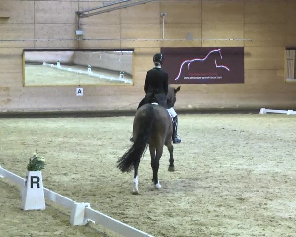 1. Hallen Dressurturnier des Riders Club Luxembourg 2017