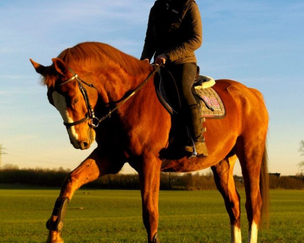 Pferd Schiaperelli (Oldenburger, 2006, von Spaceball)