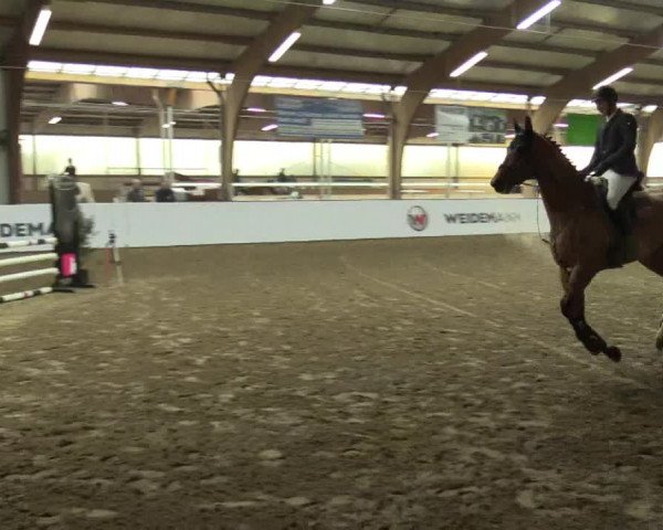 Reitturnier Barlo-Bocholt 2017