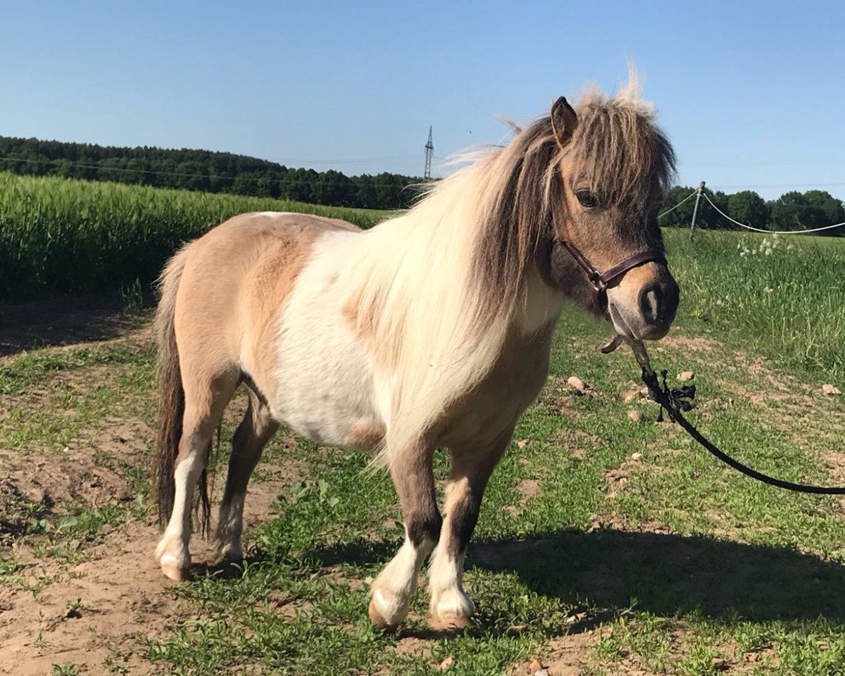 horse just a Dream (Shetland pony (under 87 cm), 2018)