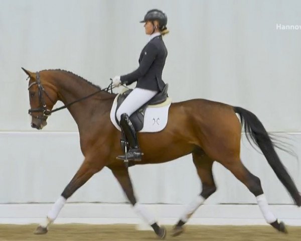 Springpferd Dirigent (Hannoveraner, 2013, von Dancier)