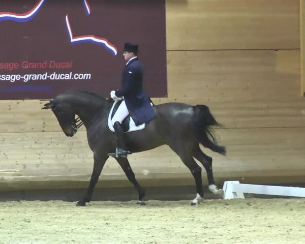 1. Hallen Dressurturnier des Riders Club Luxembourg 2017