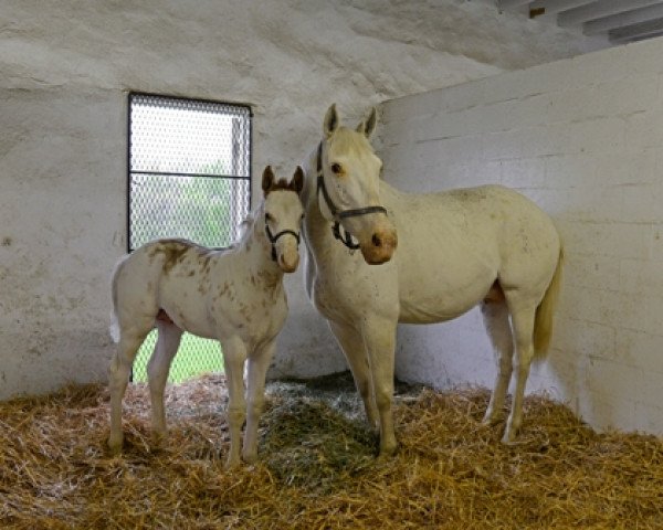 broodmare Spot of Beauty xx (Thoroughbred, 2004, from Skip Away xx)