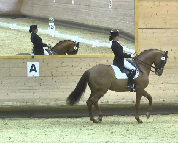 1. Hallen Dressurturnier des Riders Club Luxembourg 2017
