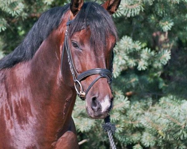 horse Winston 300 (Württemberger, 1998, from Wall Street)