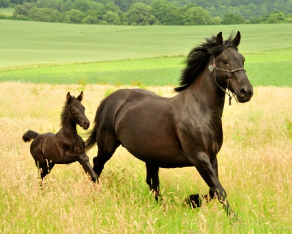 horse Isabella (Murgese, 2017, from Shavalou)