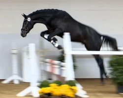 jumper Hakuna Matata (KWPN (Royal Dutch Sporthorse), 2012, from Berlin)