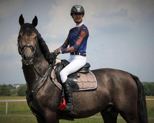 Pferd Knirps Junior (Deutsches Sportpferd, 2014, von Knirps 10)