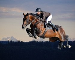 stallion Virtuoso Semilly (Selle Français, 2009, from Diamant de Semilly)