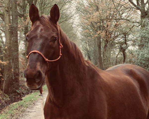 horse Bel Air 9 (Hanoverian, 1998, from Brentano II)