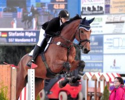 jumper Mandiamo R 2 (Belgian Warmblood, 2012, from Andiamo)