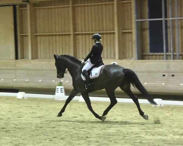 1. Hallen Dressurturnier des Riders Club Luxembourg 2017