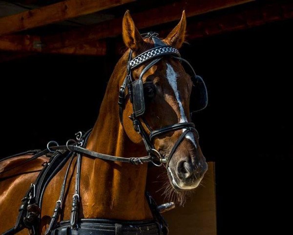 horse Don Donnershall FRB (German Sport Horse, 2006, from Don Aparte)