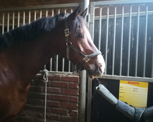 dressage horse Antoine (Holsteiner, 2008, from Acolord)