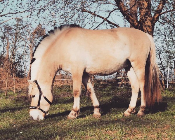 horse Karl (Fjord Horse, 2018, from Kelvin)