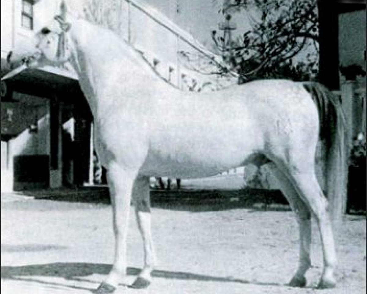 stallion Uzacur ox (Arabian purebred, 1956, from Maquillo ox)