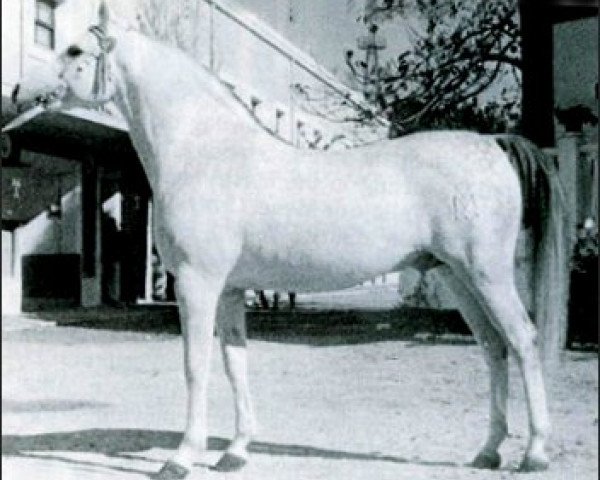 stallion Uzacur ox (Arabian purebred, 1956, from Maquillo ox)