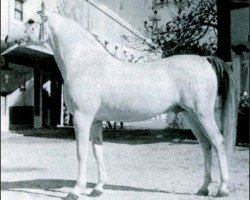 stallion Uzacur ox (Arabian purebred, 1956, from Maquillo ox)
